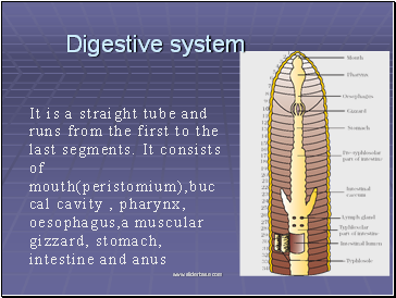 Digestive system