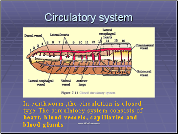 Circulatory system