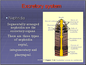 Excretory system