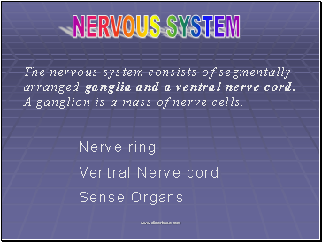 Nervous System