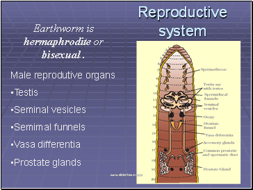 Reproductive system