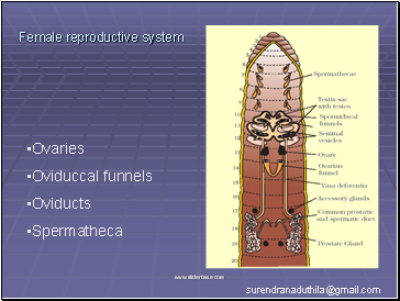 Female reproductive system