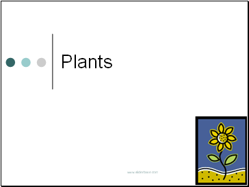 Plants