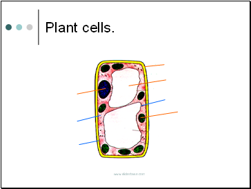 Plant cells.