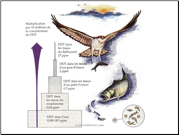 Bioaccumulation