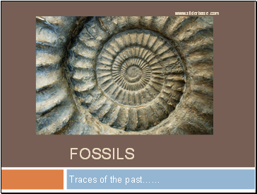 Fossils