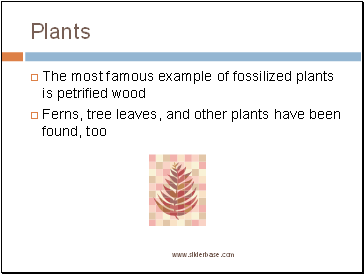 Plants