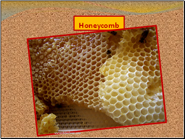 Honeycomb