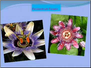 Passionfruit Flower