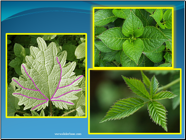 Symmetry in Leaves