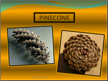 PINECONE