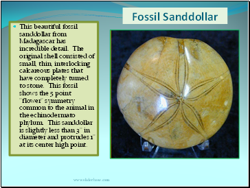 Fossil Sanddollar