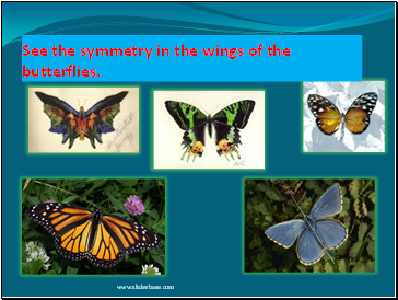 See the symmetry in the wings of the butterflies.