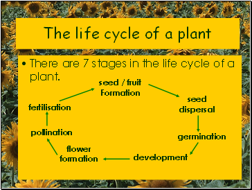 The life cycle of a plant