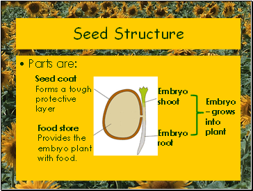 Seed Structure