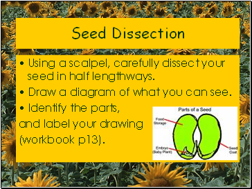 Seed Dissection
