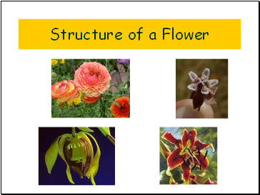 Structure of a Flower