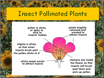 Insect Pollinated Plants
