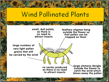 Wind Pollinated Plants