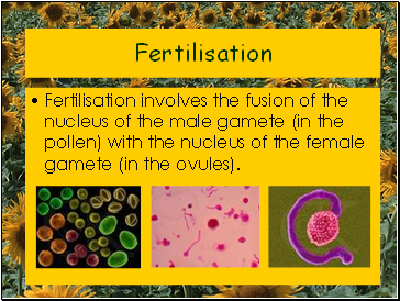 Fertilisation