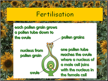 Fertilisation