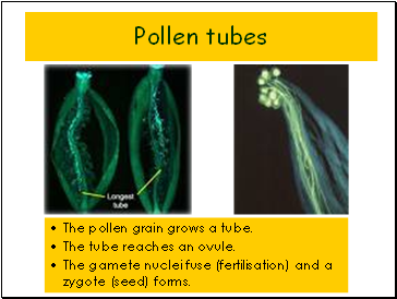 Pollen tubes