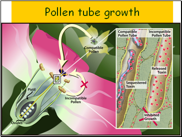 Pollen tube growth