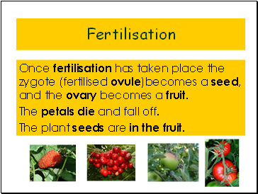 Fertilisation