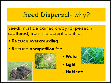 Seeds must be carried away (dispersed / scattered) from the parent plant to: