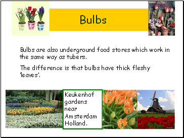 Bulbs