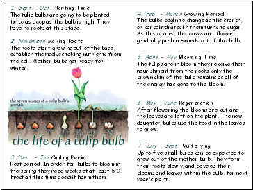 3. Dec. - Jan.Cooling Period Rest period. In order for bulbs to bloom in the spring they need weeks of at least 5oC. Frost at this time doesnt harm them.