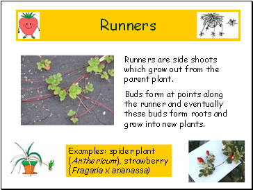 Runners