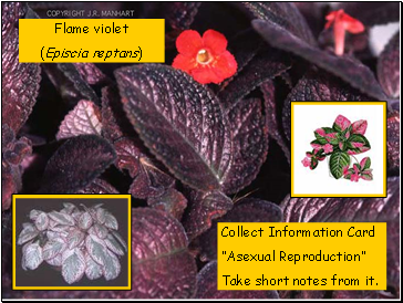 Flame violet