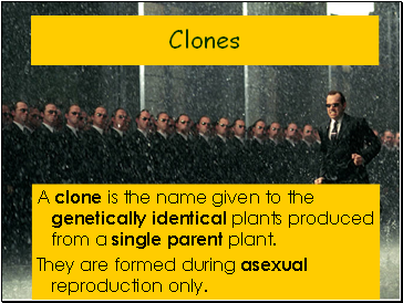 Clones