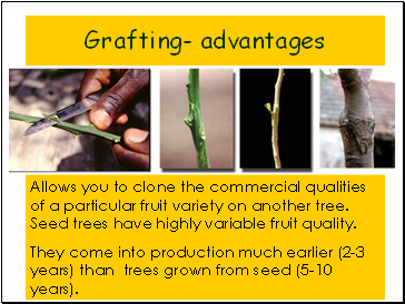 Grafting- advantages