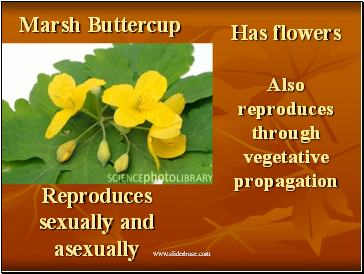 Also reproduces through vegetative propagation