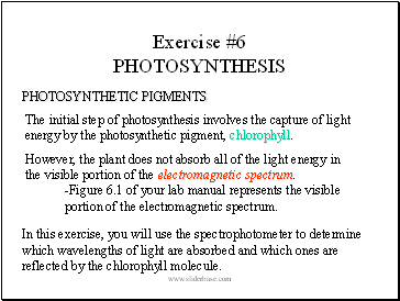 Exercise #6 PHOTOSYNTHESIS