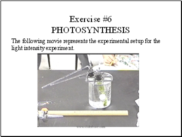 Exercise #6 PHOTOSYNTHESIS