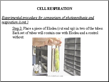 CELL RESPIRATION