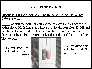 CELL RESPIRATION