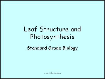 Leaf Structure and Photosynthesis