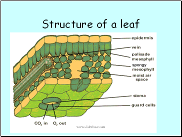 Structure of a leaf