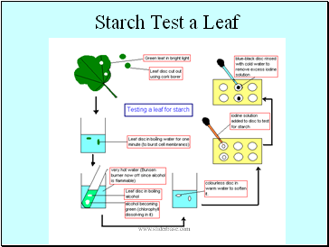 Starch Test a Leaf