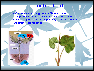 Definition of Leaf