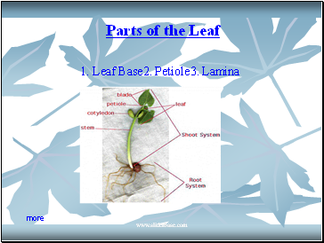 Parts of the Leaf