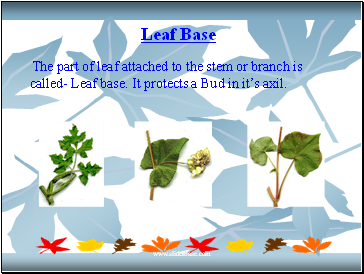 Leaf Base