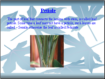 Petiole