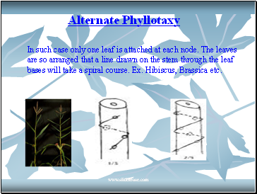 Alternate Phyllotaxy