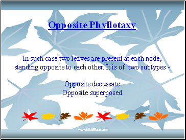 Opposite Phyllotaxy