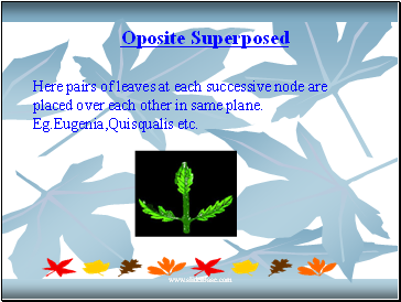 Oposite Superposed